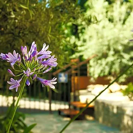 In Erbalunga